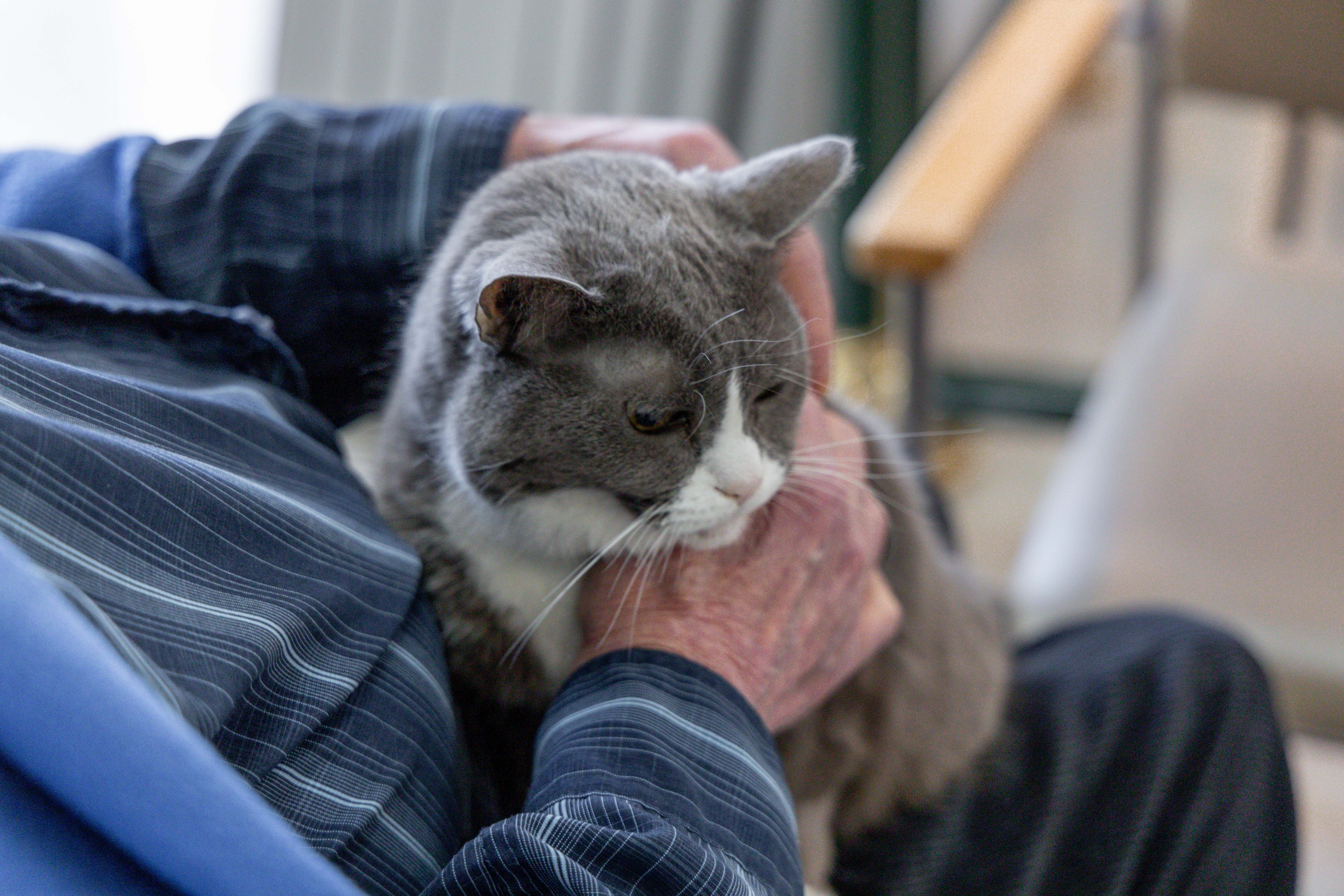 chat